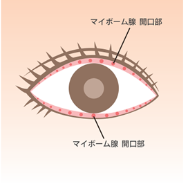 マイボーム腺