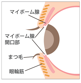 マイボーム腺